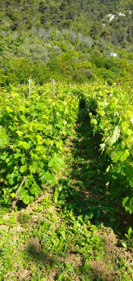 Agriturismo Vecchio Frantoio Villatella Εξωτερικό φωτογραφία