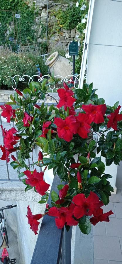 Agriturismo Vecchio Frantoio Villatella Εξωτερικό φωτογραφία