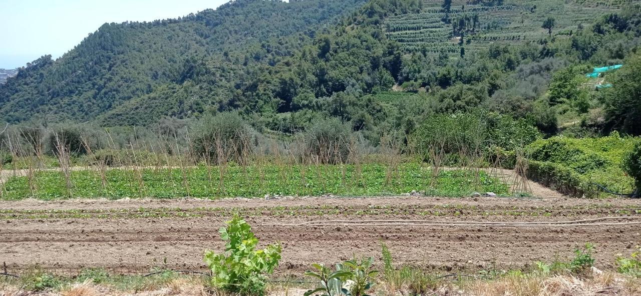 Agriturismo Vecchio Frantoio Villatella Εξωτερικό φωτογραφία