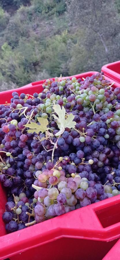 Agriturismo Vecchio Frantoio Villatella Εξωτερικό φωτογραφία